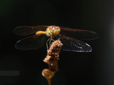 Makrofotografia. Kwiaty i owady.