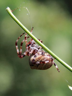 Makrofotografia. Pająk Krzyżak.