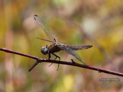 Makrofotografia. Kwiaty i owady.