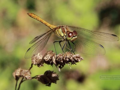 waszka Makrofotografia. Kwiaty i owady.