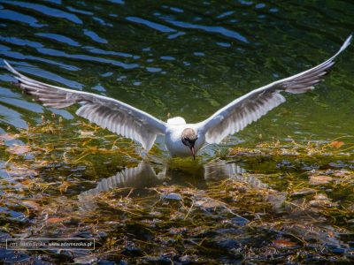Natura w Parku Oliwskim Rośliny i zwierzęta w Okolicach Parku Oliwskiego. Gdańsk Oliwa.