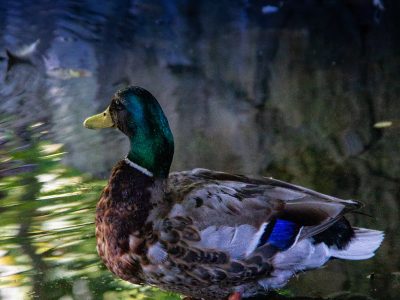 Rośliny i zwierzęta w Okolicach Parku Oliwskiego. Gdańsk Oliwa. Autorem zdjęć jest Adam Szoka. Rośliny i zwierzęta w Okolicach Parku Oliwskiego. Gdańsk Oliwa.